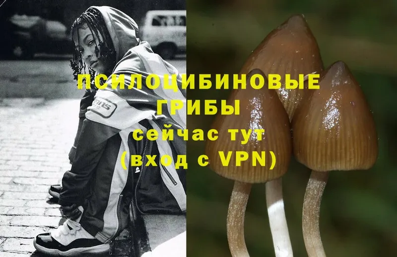 Галлюциногенные грибы MAGIC MUSHROOMS  маркетплейс клад  Кольчугино 